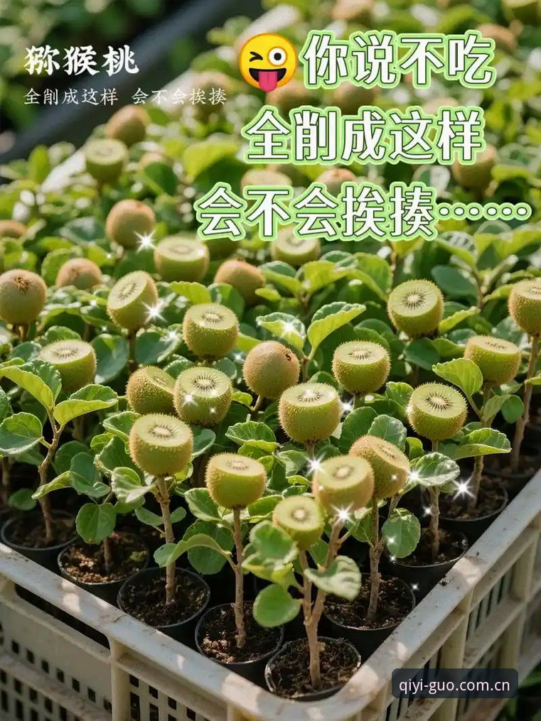 奇异果体育官方APP 老用户亲测:使用奇异果体育官方APP的5个实用技巧与2025新版体验