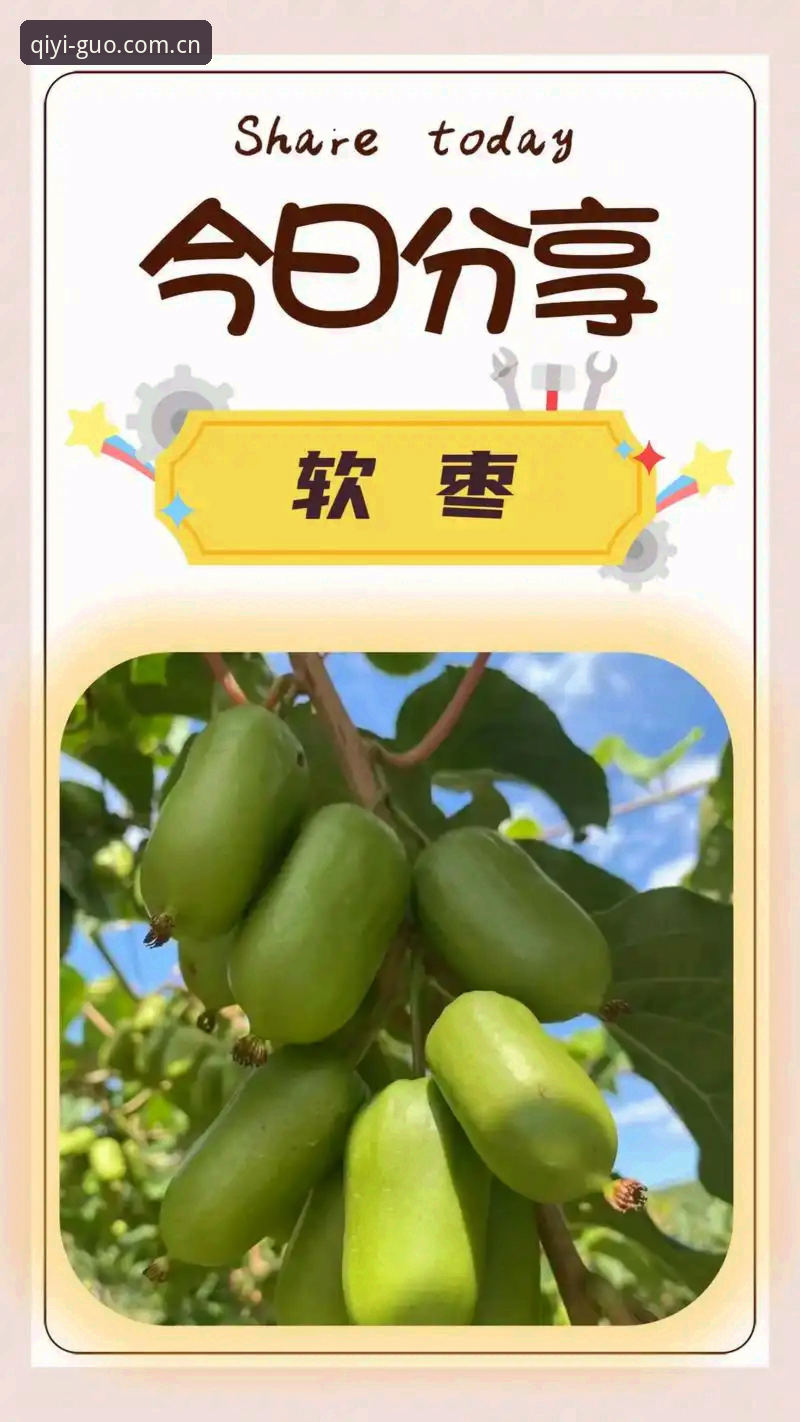 奇异果体育平台安装方案全面解析：技术视角下的深度对比